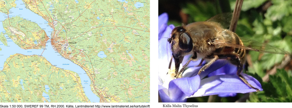 Karta och insekt.jpg